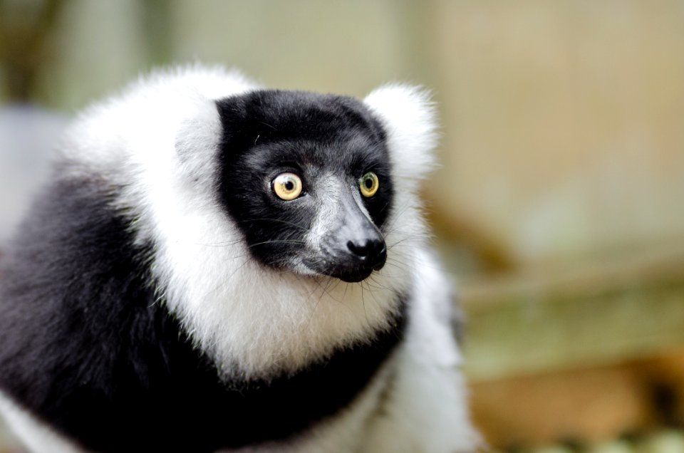 Black And White Ruffed Lemur