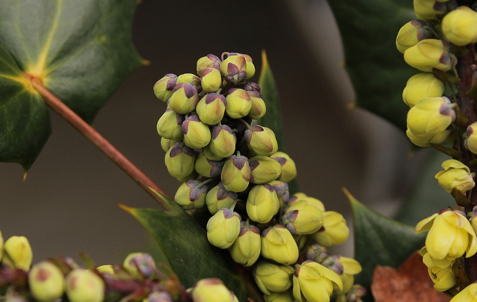 Flowering buds floral
