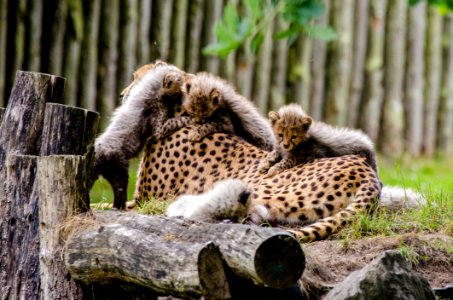 Cheetah photo