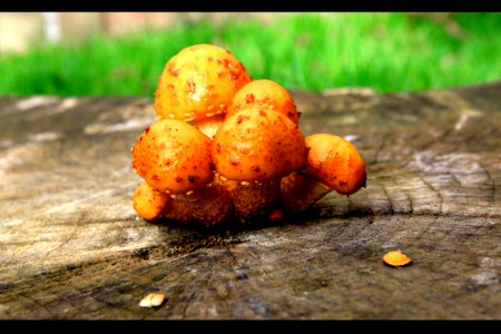 Mushrooms On Stump