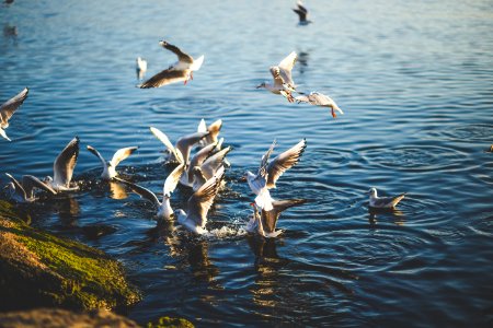 Flock Of Birds Flying And Diving Over Water During Daytime photo