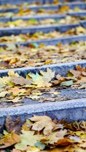 Autumn Walk