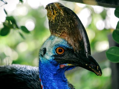Exotic Bird Head photo