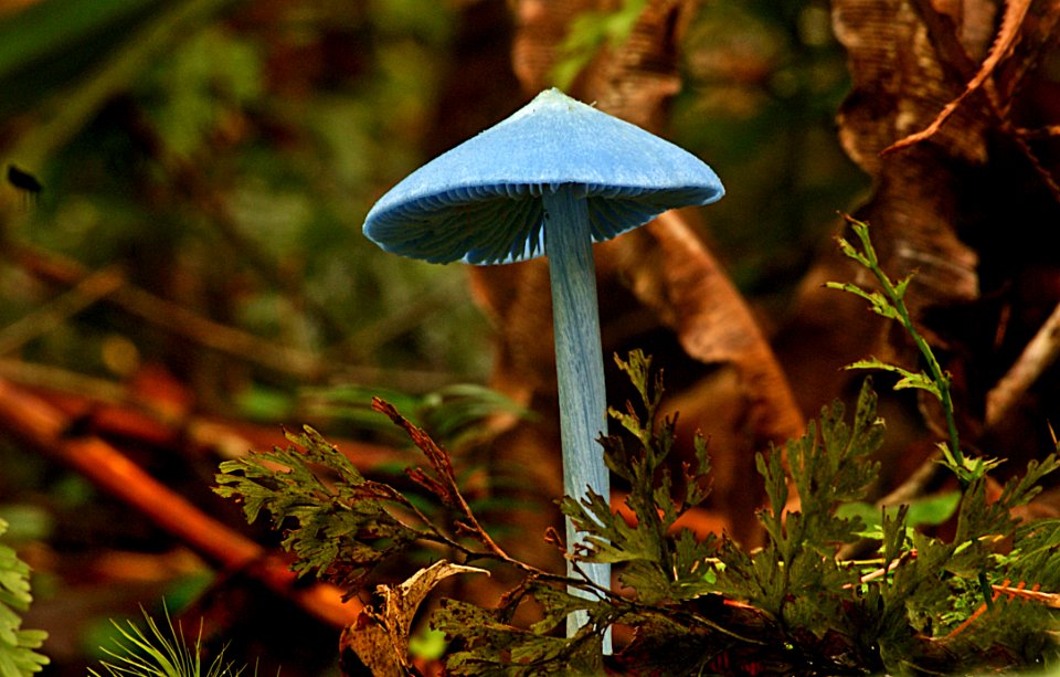 Entoloma Hochstetteri