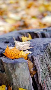 Autumn Walk