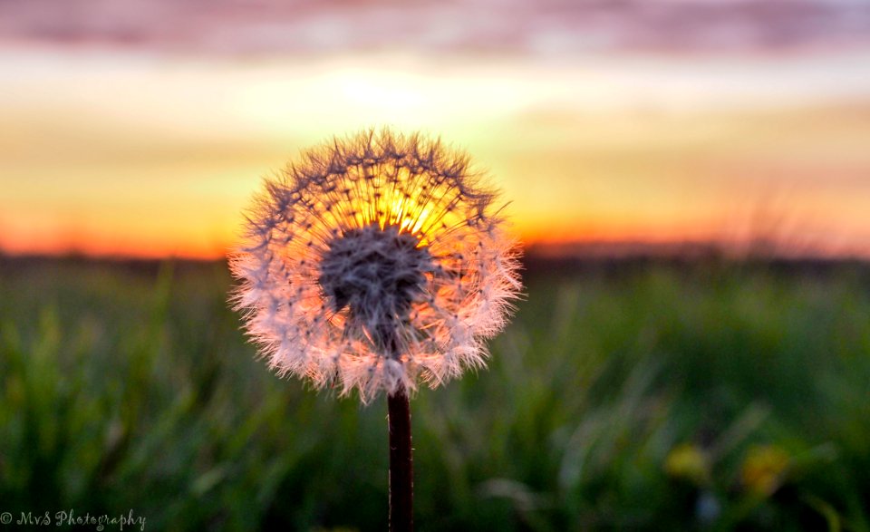 Sunset Through A Dandelion - Nieuw Weerdinge