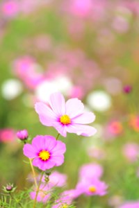 Close-up Of Pink Cosmos Flowers