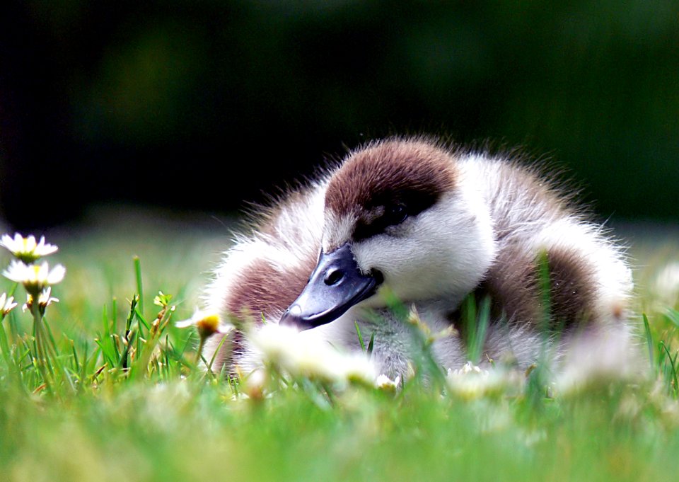 Paradise Shelduck Young photo