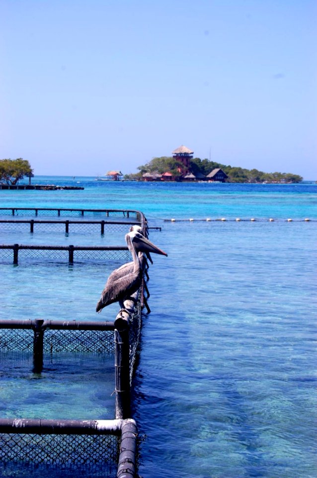 Pelicans In Cartagena Aquarium