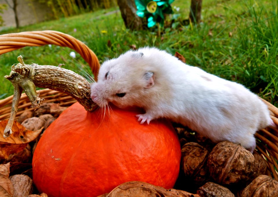 He Chose To Try The Pumpkin