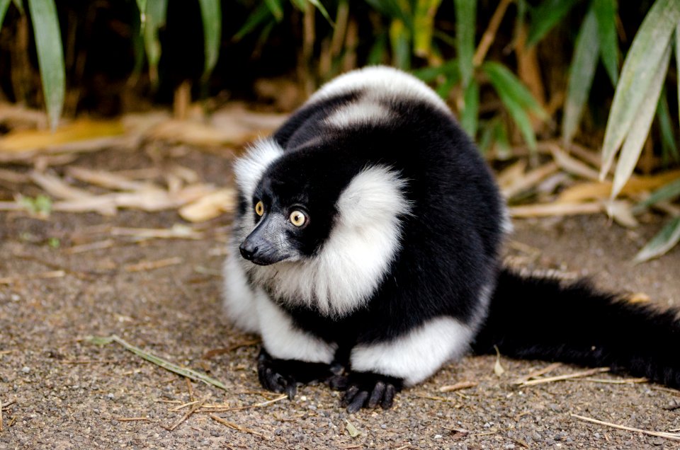 Black And White Ruffed Lemur