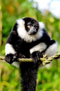Black And White Ruffed Lemur