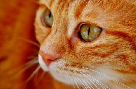 Selective Focus Of Orange Tabby Cat photo