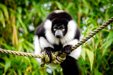 Black And White Ruffed Lemur