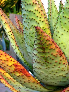Cactus Leaves photo