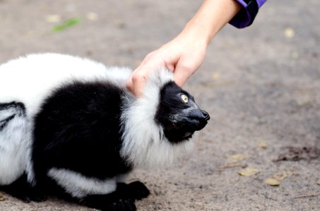 Black And White Ruffed Lemur