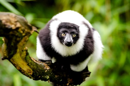 Black And White Ruffed Lemur