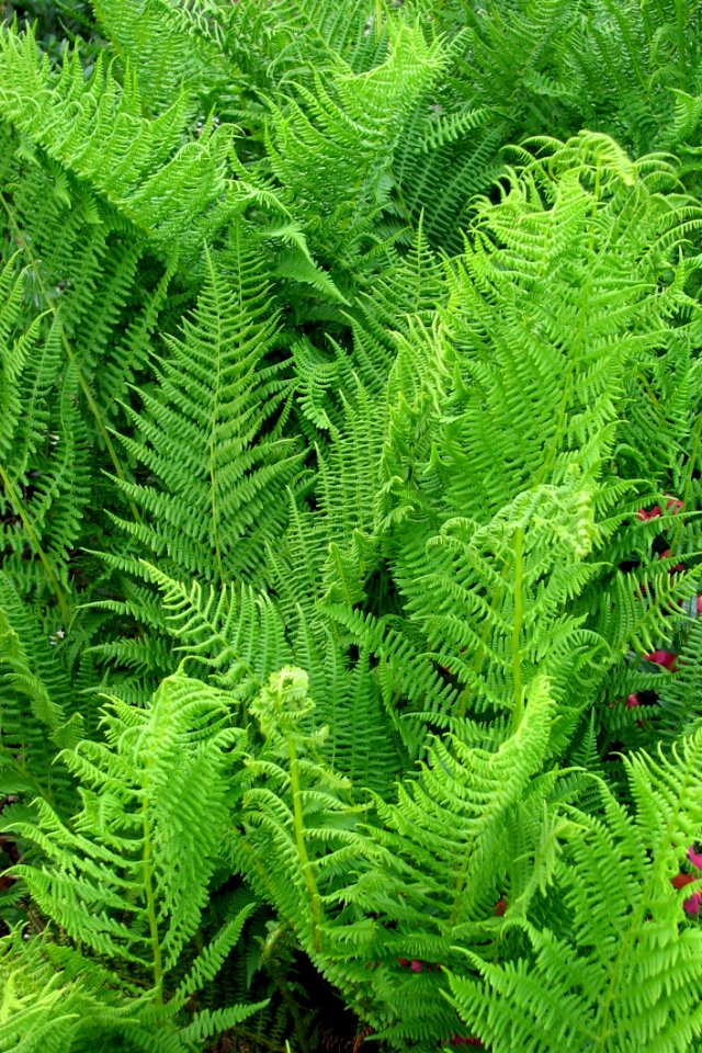 Ferns 2 photo