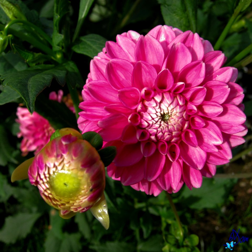 Dahlias