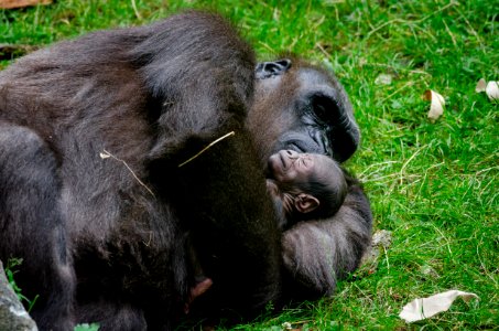 Gorilla With Baby photo
