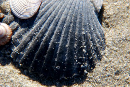Sea Shells (23) photo