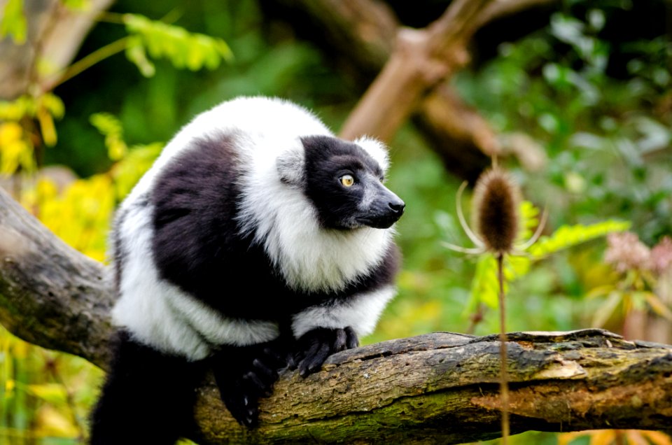 Black And White Ruffed Lemur
