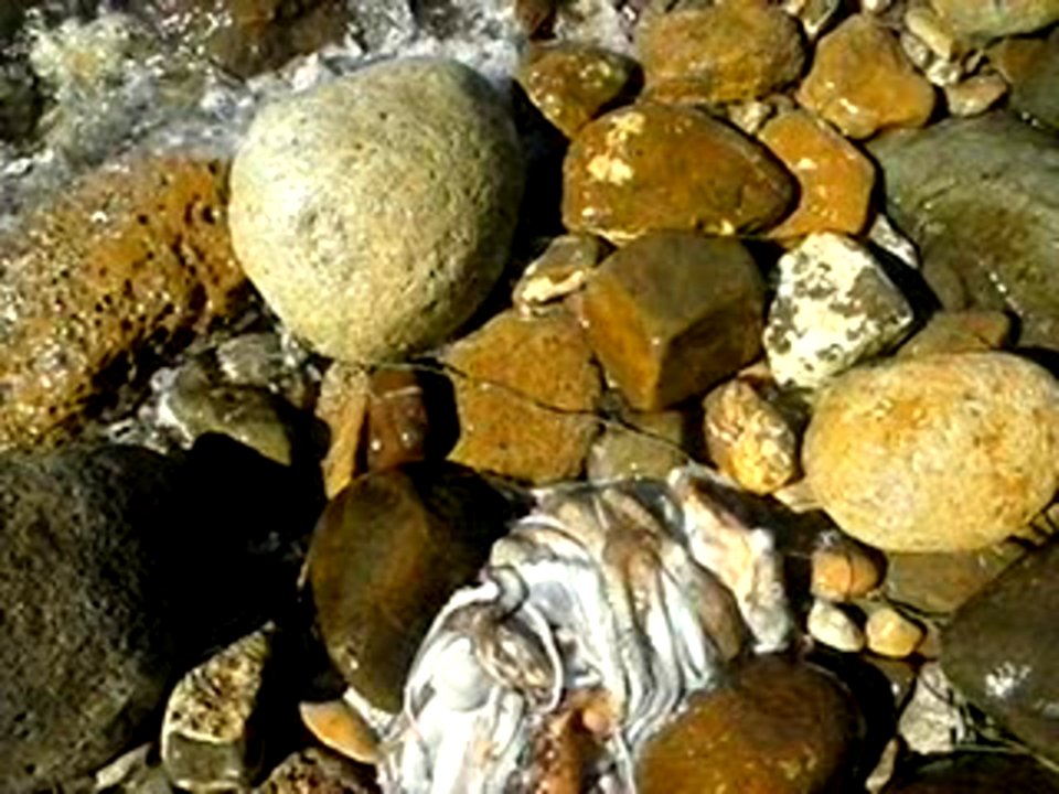 Una Bella Pescato Di Polpi