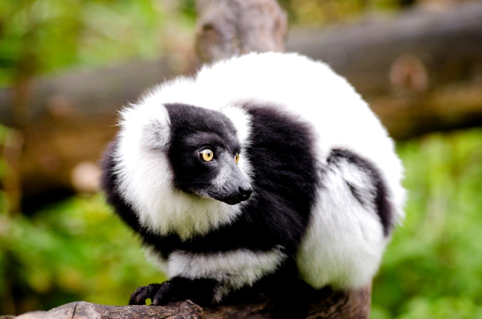 Black And White Ruffed Lemur