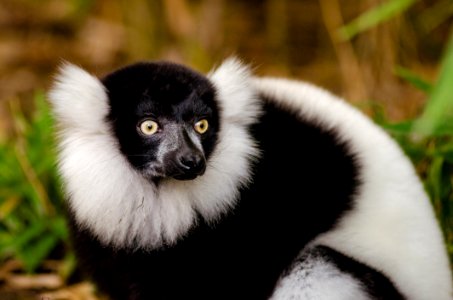 Black And White Ruffed Lemur
