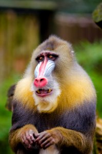 Mandrill photo