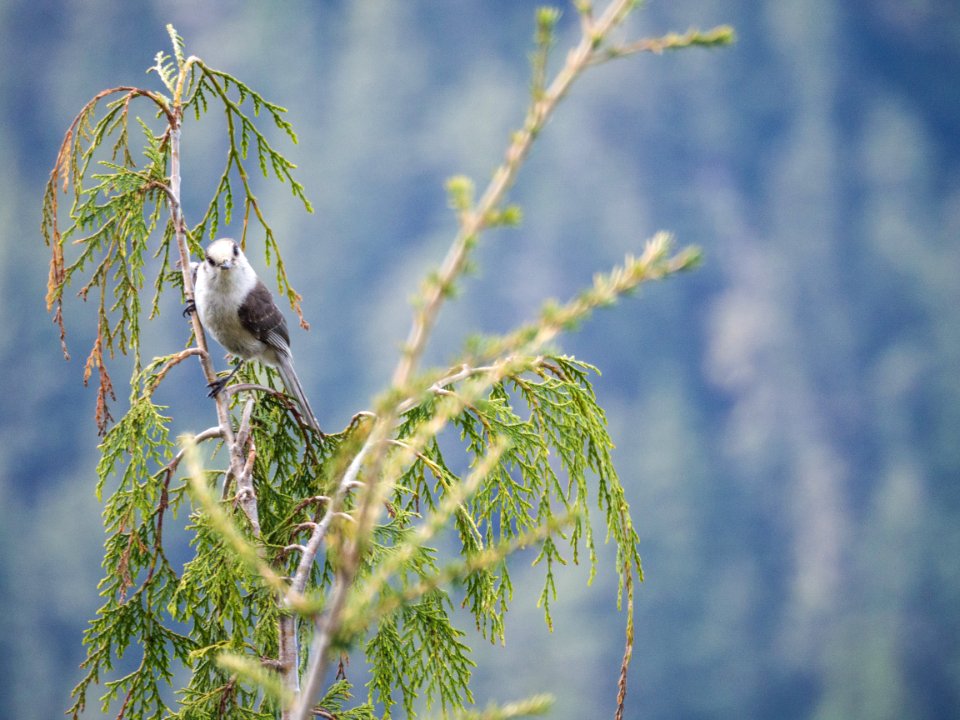 Yew Lake Hike At Cypress --victoriaday-2015-vancouver-em10-20150518-P5180097