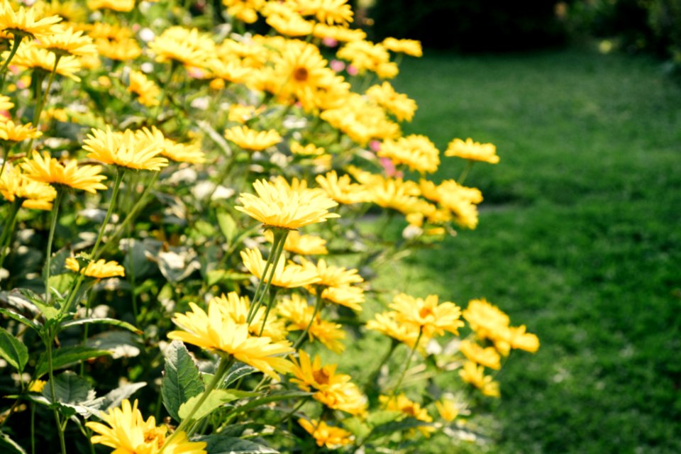 Summer Flowers In Garden