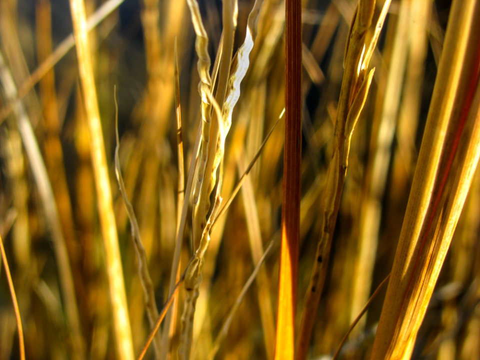 Macro Of Yellow Grass Stalks
