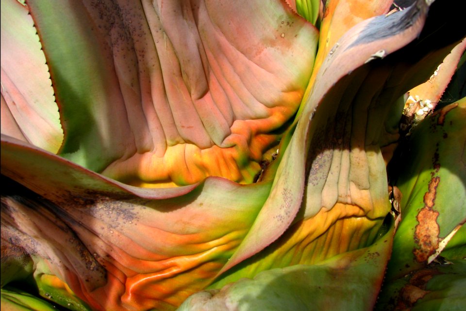 Damaged Agave Leaf 2