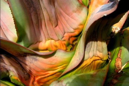Damaged Agave Leaf 2