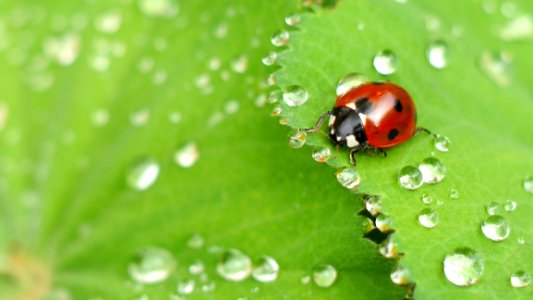 Ladybug Expedition