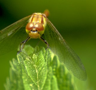 Dragonfly On Leaf photo