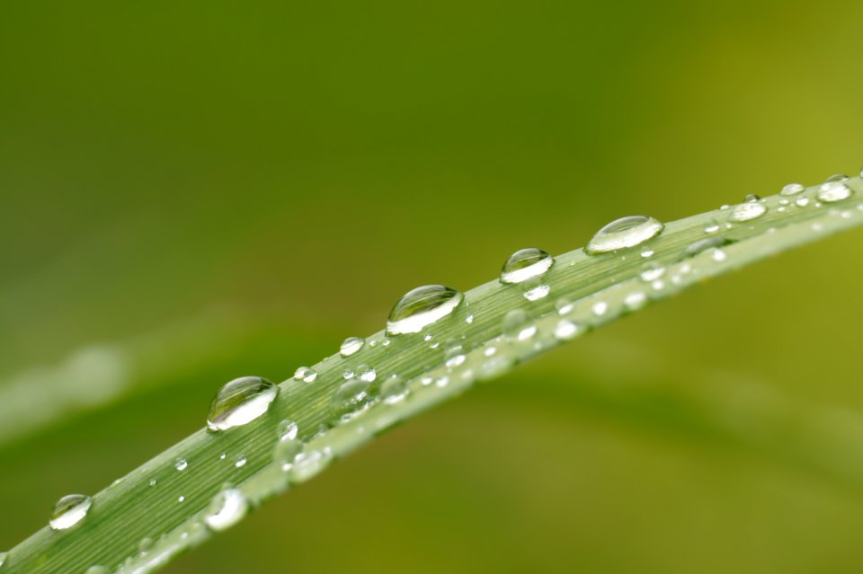 Water Liquid Plant Terrestrial Plant