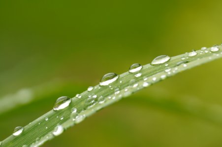 Water Liquid Plant Terrestrial Plant