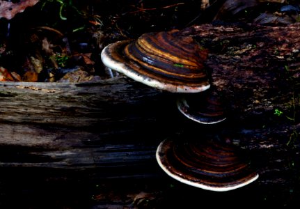 Bracket Fungi