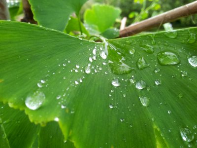 Water Droplets On Green Leaf