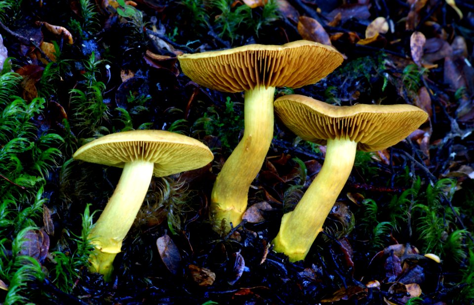 Cortinarius Chrysma