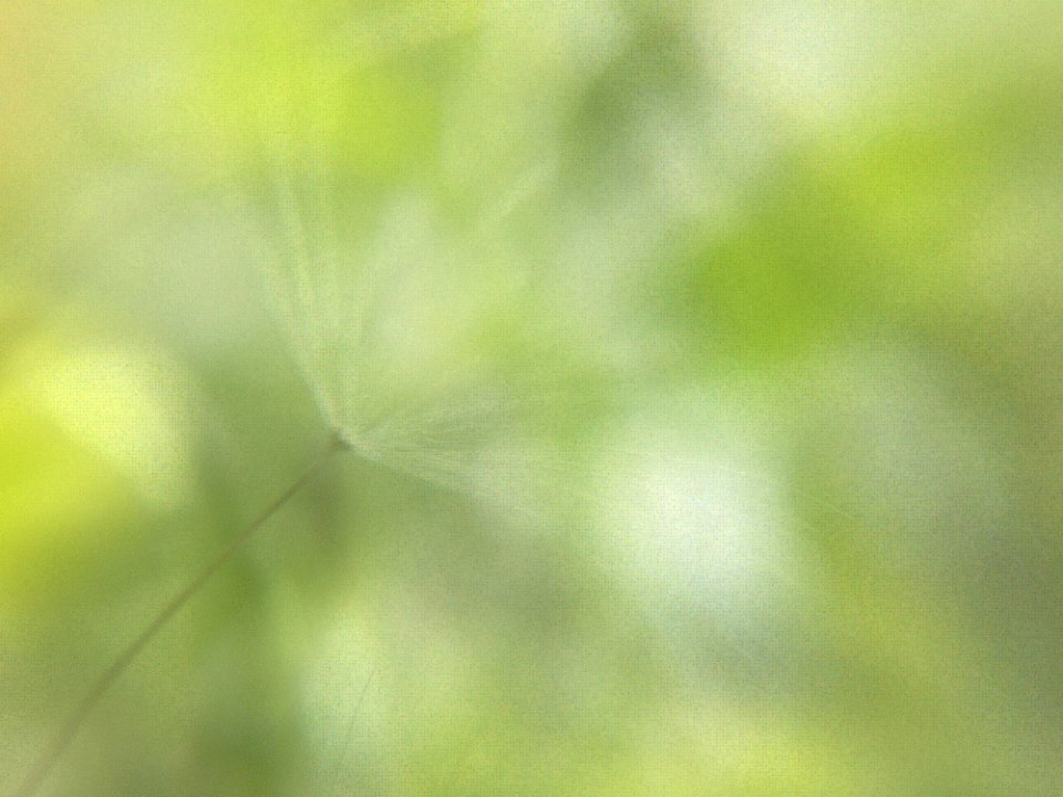 Free Texture - Summer Whispers