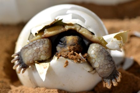 Baby Desert Tortoise photo