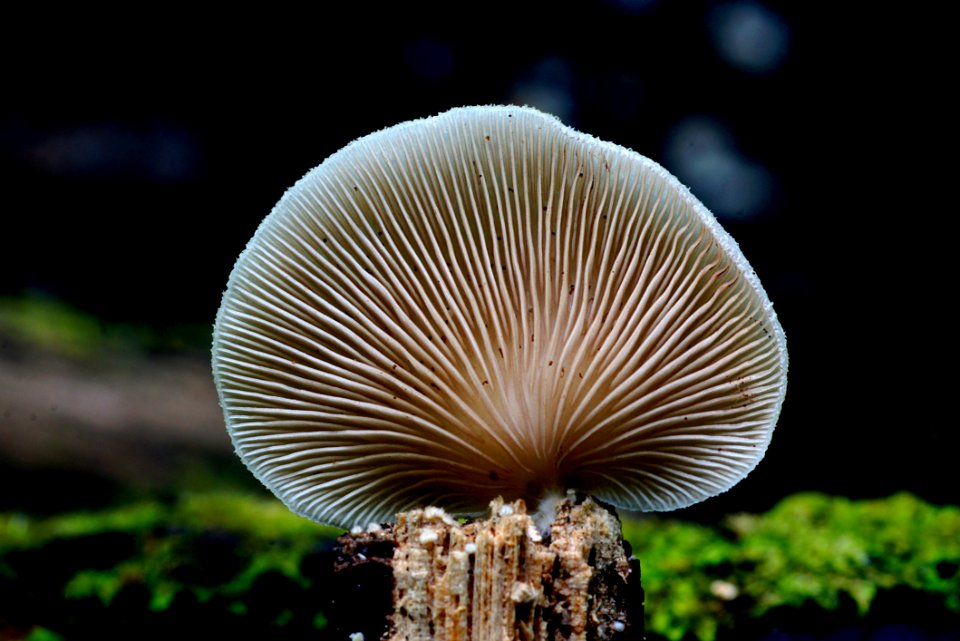 Crepidotus Versutus