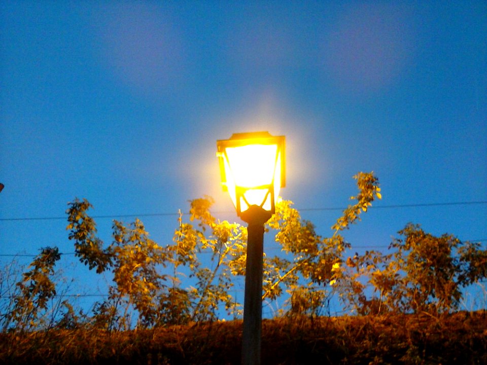 Sky Street Light Leaf Natural Environment