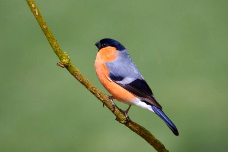 Bullfinch