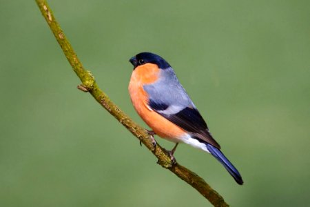 Bullfinch photo