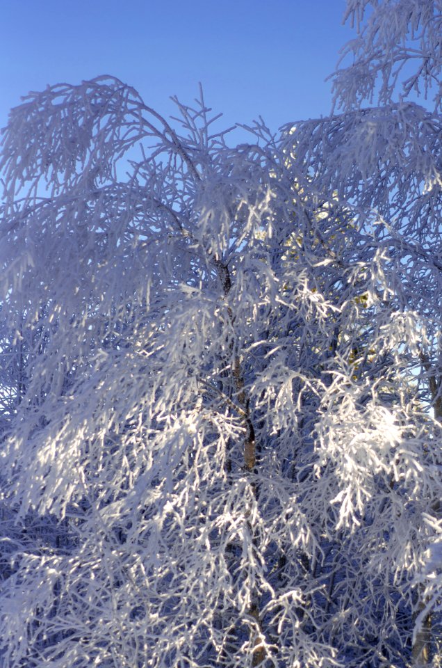 Plant Sky Water Branch