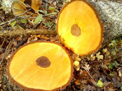 Cut Tree